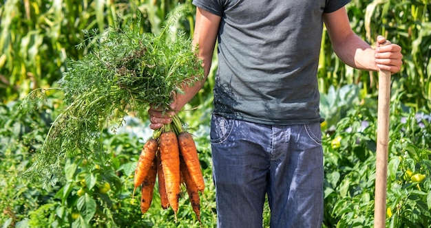 Wortelen in de handen van boeren. milieuvriendelijk gewas.