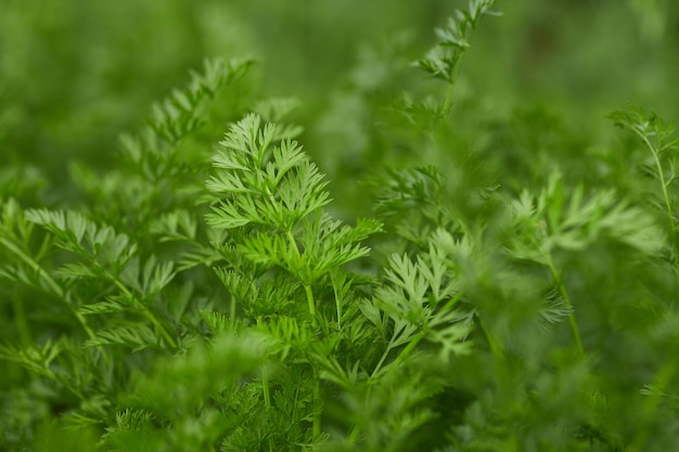 Wortelen in de tuin jonge blaadjes van wortelen wortelen in de grond