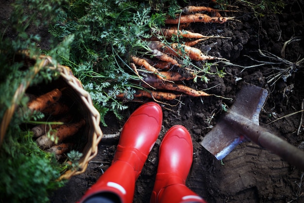Wortelen oogsten. heel wat wortelen in een mand in de tuin, rode gumboots en een schop.