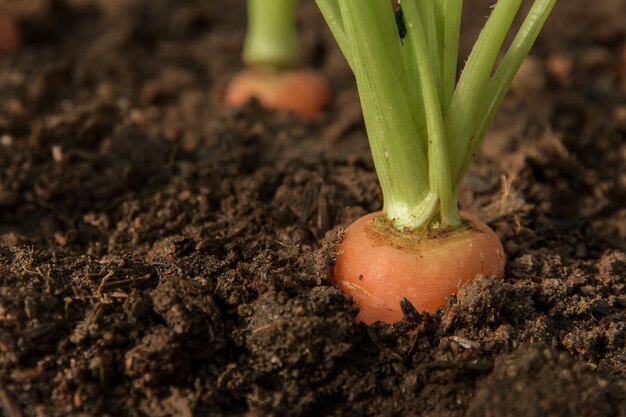 Wortelgroente groeit in de tuin in de bodem organische achtergrondclose-up