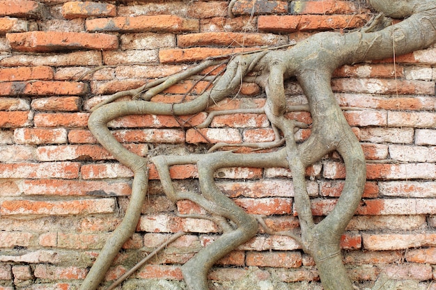 Wortelhout behandelde bakstenen muur, Thailand