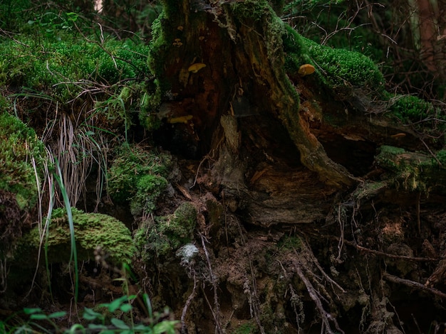 Wortels met mos en paddenstoelen