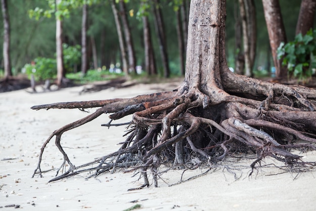 wortels van de boom die dood staan, omdat ze door zeewater op het strand eroderen.