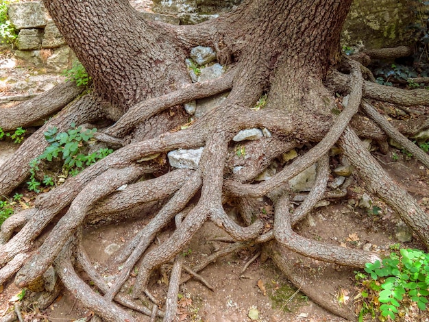 Wortels van oude dennenboom