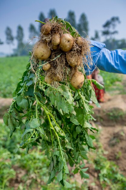 Wortels volle aardappelen tonen een arbeider in Thakurgong Bangladesh