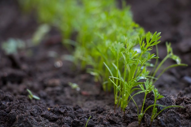 Wortelspruiten groenteplantage