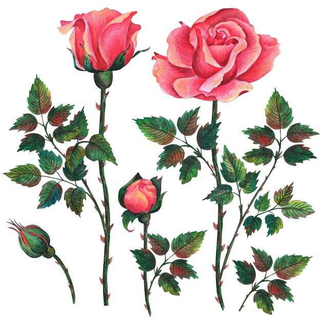 Wotercolor roses