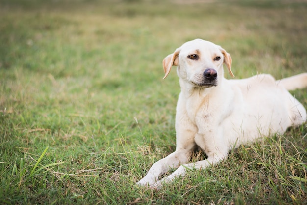 wounded dog sitting on green grass