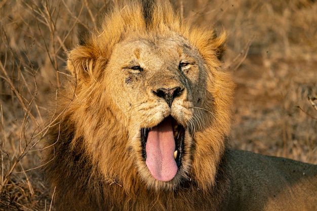 Wounded male lion in kruger park south africa