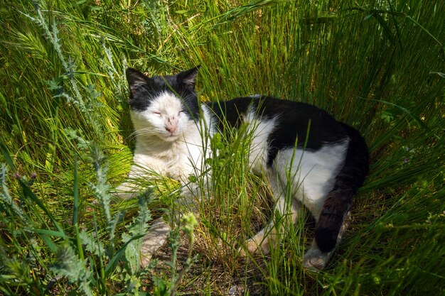 Photo wounded street stray cat in the grass