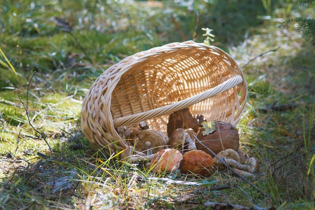 Woven basket and mushroom boletus in forest, horizontal