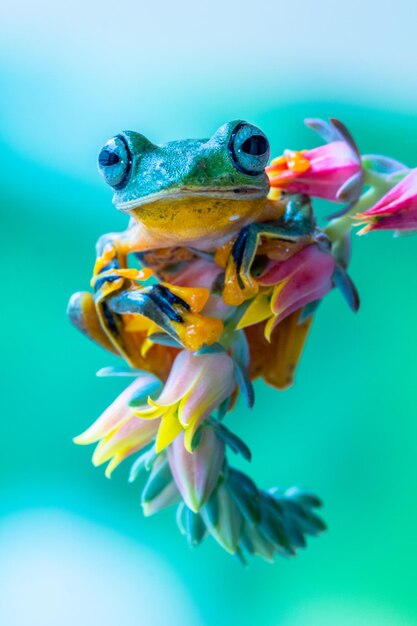 Photo wqallace flying frog in flowers