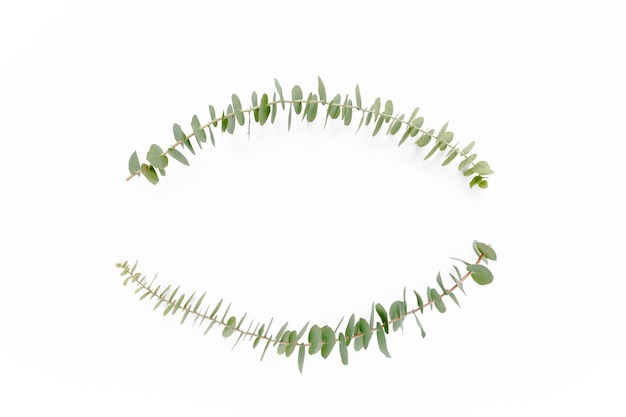 Wreath frame made of branches eucalyptus isolated on white background lay flat top view