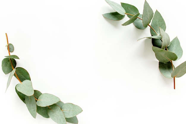 Wreath frame made of branches eucalyptus and leaves isolated on white background lay flat top view