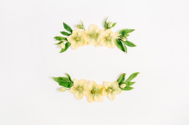 Wreath frame made of yellow hellebore flower and green leaf on white background. Flat lay, top view