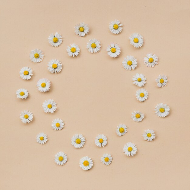 Wreath made of various chamomile flowers on a beige background. Flat lay, top view, copy space. Daisy in circle shape pattern. Flat lay hello spring and summer time with chamomile flowers