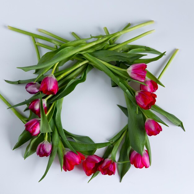 Wreath of raspberry tulips on white background