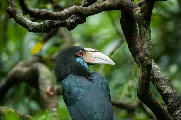 Wreathed Hornbill 