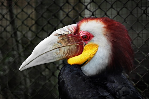 Photo wreathed hornbill