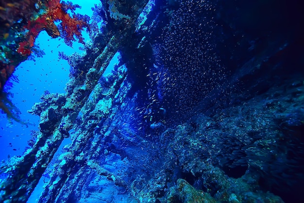 Wreck diving thistelgorm, underwater adventure historical\
diving, treasure hunt