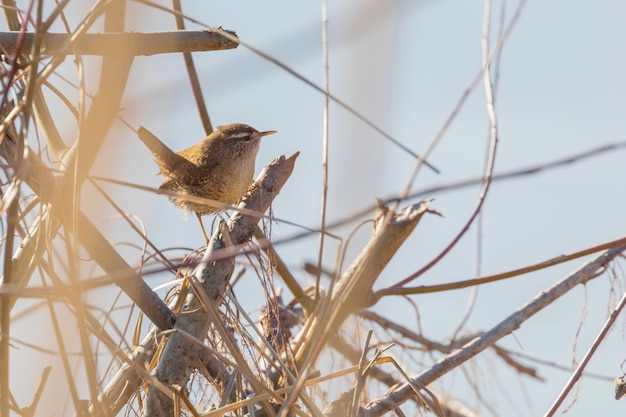 Wren bird on a branch (Troglodytes troglodytes) Wildlife. Eurasian wren