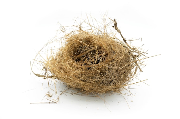 Wren's nest on White Background