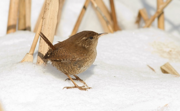 ミソサザイ、トログロダイト。小鳥は雪の中に座っています