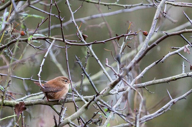 Wren Troglodytes troglodytes bij Weir Wood Reservoir