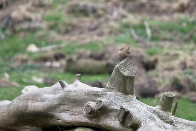 枯れ木の幹にミソサザイ（Troglodytes troglodytes）