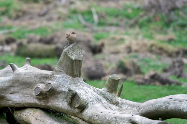 굴뚝새 (Trogodytes troglodytes)