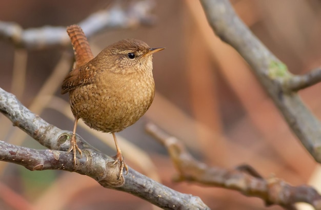 Wren troglodytes Very little bird sitting on a branch characterized by beautiful and loud singing