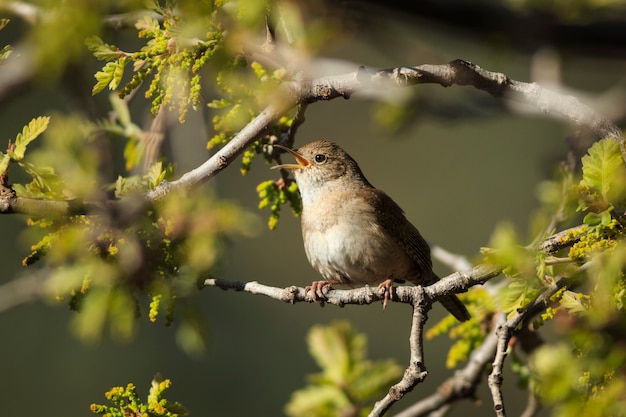 Wren zingt in Tree in Utah