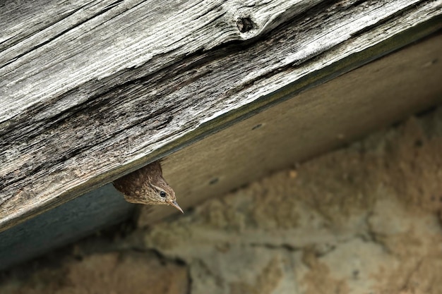 Wren zit op een verweerd gebouw.