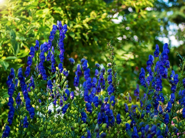 Wrestler or Aconite is a genus of poisonous perennial herbaceous plants Ranunculaceae