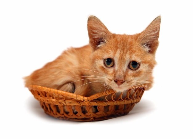 Wretched red cat in basket