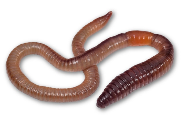 Photo wriggling earthworm on white background