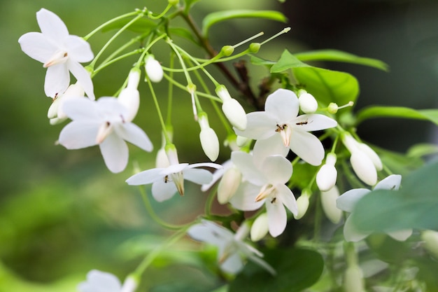 Wrightia geïsoleerd op achtergrond in de lente zomer