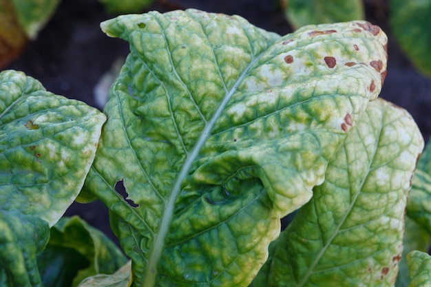 Wrinkled leaves of tobacco