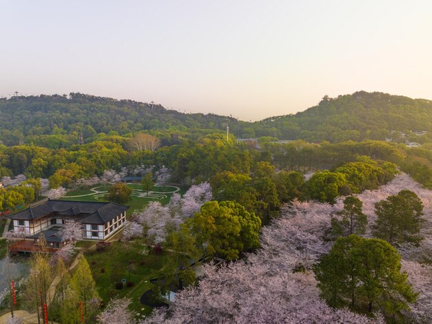 Wuhan East Lake Cherry blossom Garden Spring Scenery