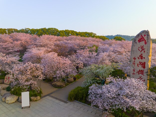 Wuhan East Lake Cherry blossom Garden Spring Scenery