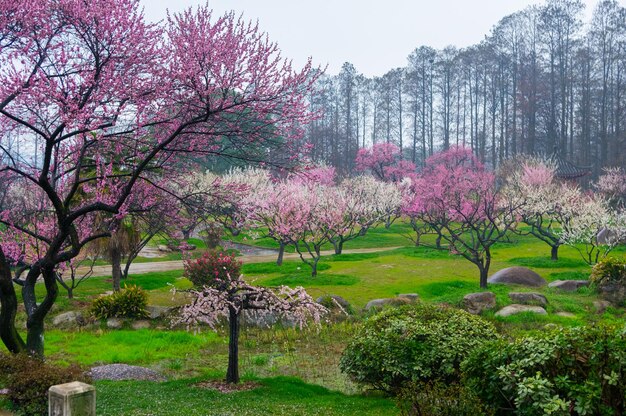 Photo wuhan east lake plum blossom garden scenery in spring