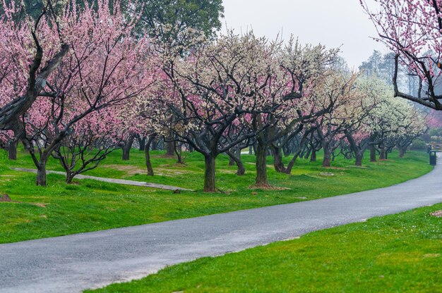 Photo wuhan east lake plum blossom garden scenery in spring