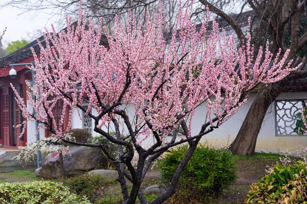 Photo wuhan east lake plum blossom garden spring scenery