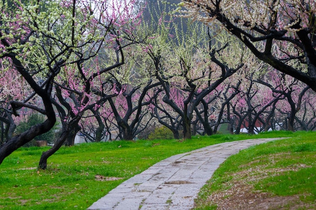 Photo wuhan east lake plum blossom garden spring scenery