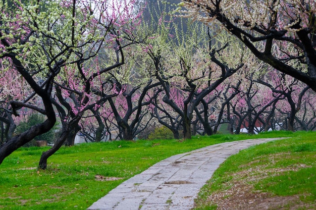 Wuhan East Lake Plum blossom Garden Spring Scenery