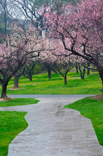 Wuhan East Lake Plum blossom Garden Spring Scenery