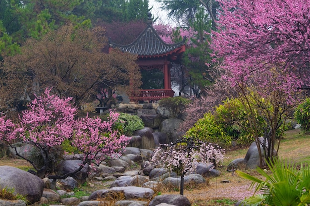 Photo wuhan east lake plum blossom garden spring scenery