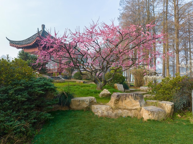 Wuhan East Lake Pruimenbloesem Tuinlandschap in de lente