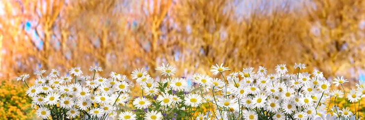 Фотография wukd весенние цветы сирень белый в городском парке природа фон цветочный