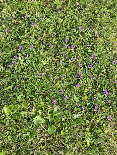 Wulfenia carinthiaca 보라색 꽃 보라색 야생화